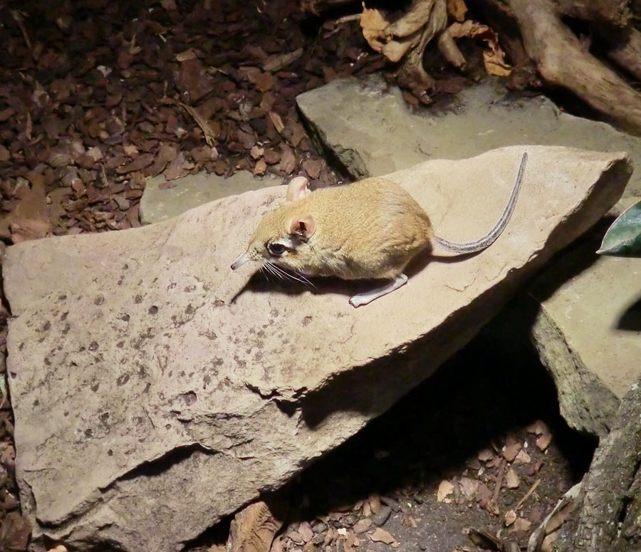 Rote Elefantenspitzmaus im Zoologischen Garten Wuppertal im Januar 2014