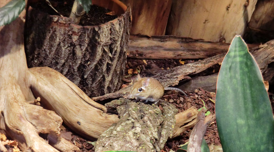 Rote Elefantenspitzmaus im Wuppertaler Zoo im Januar 2014