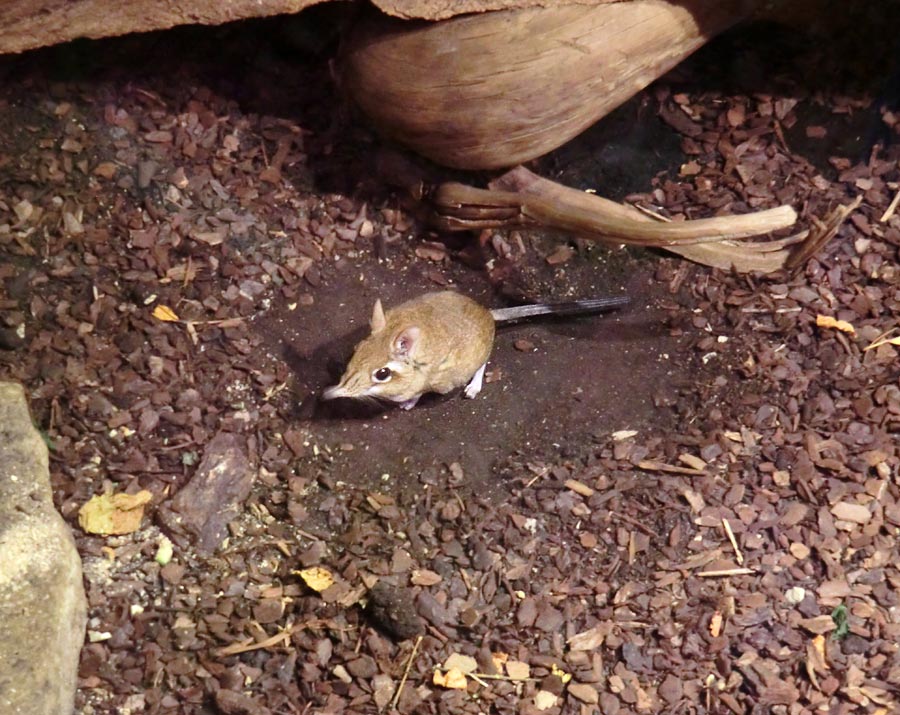 Rote Elefantenspitzmaus im Zoo Wuppertal im Januar 2014