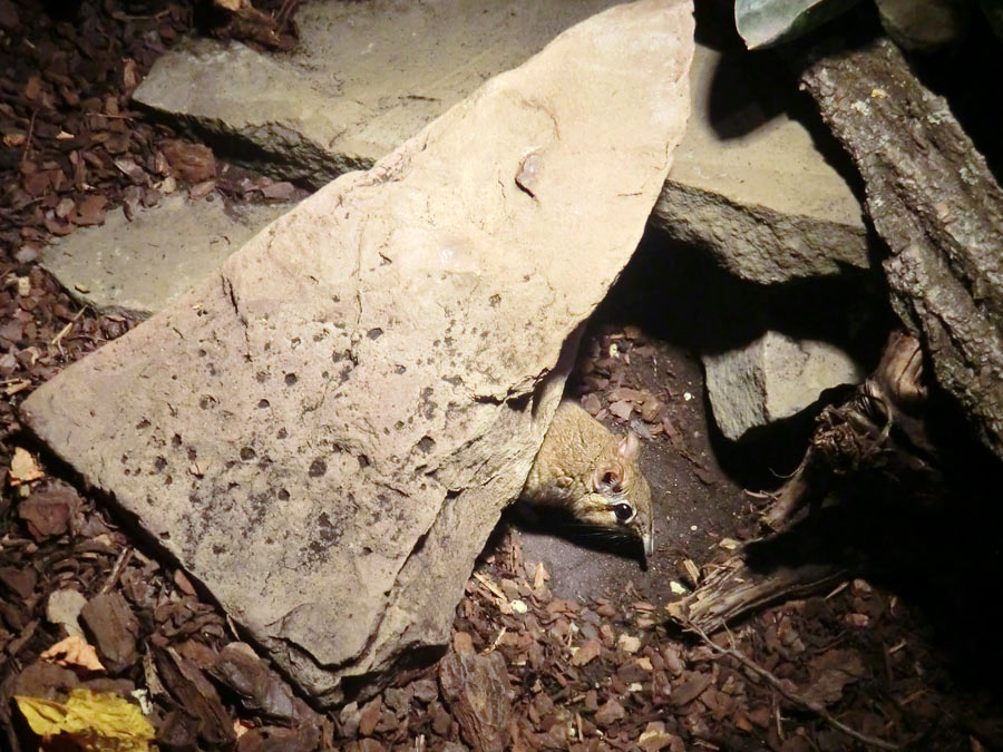 Rote Elefantenspitzmaus im Zoologischen Garten Wuppertal im Januar 2014