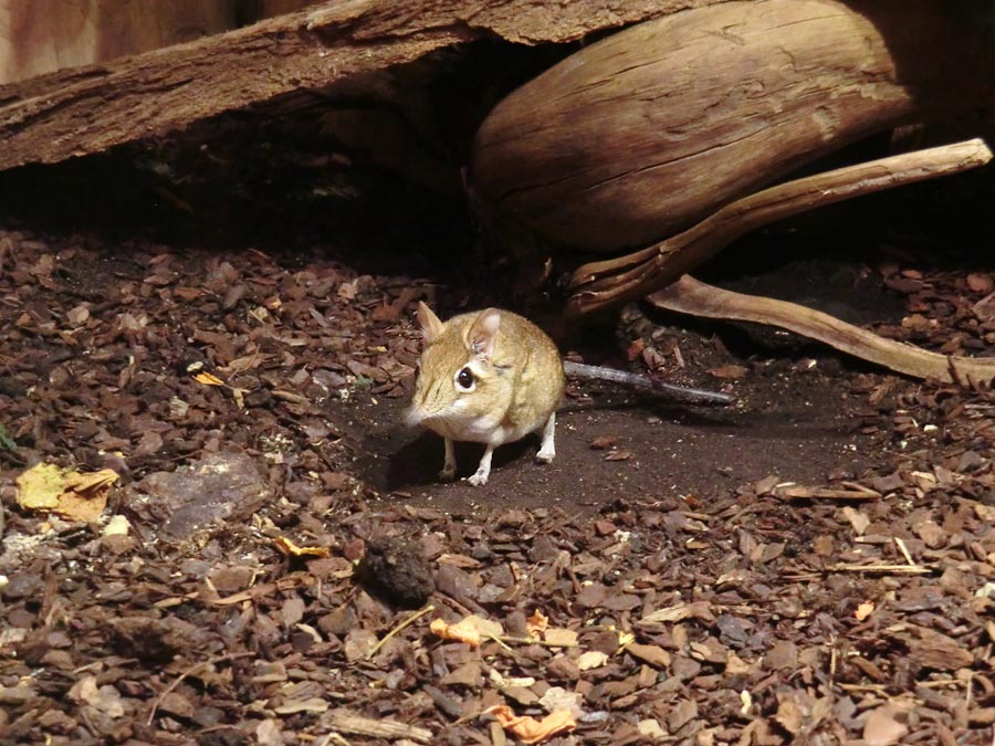 Rote Elefantenspitzmaus im Wuppertaler Zoo im Januar 2014