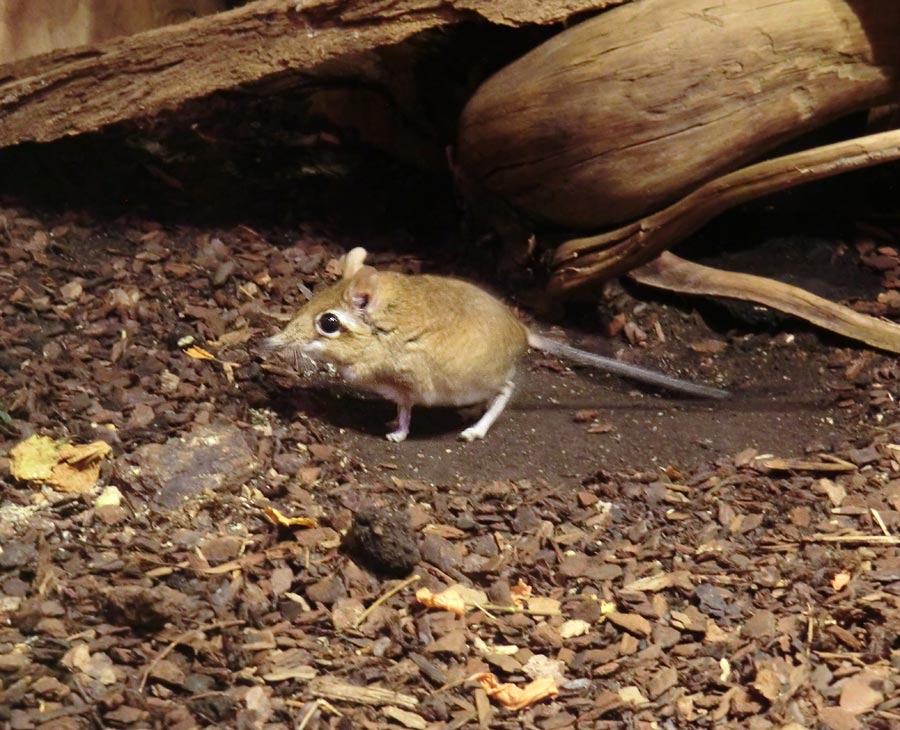 Rote Elefantenspitzmaus im Zoo Wuppertal im Januar 2014