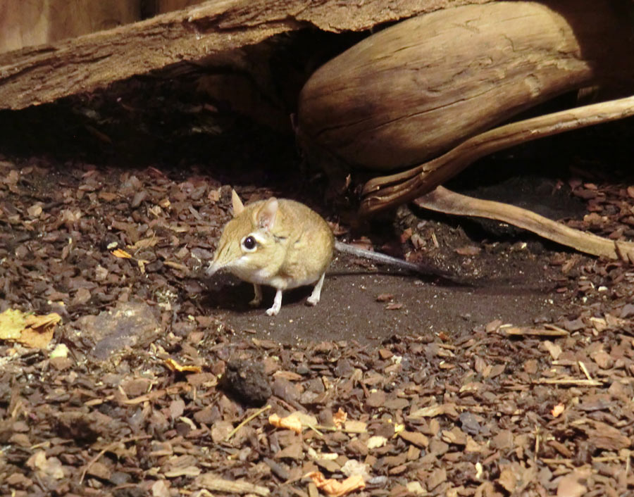 Rote Elefantenspitzmaus im Zoologischen Garten Wuppertal im Januar 2014