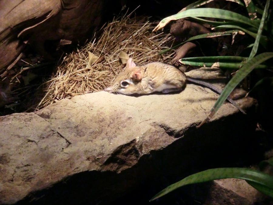 Rote Elefantenspitzmaus im Zoo Wuppertal im August 2014