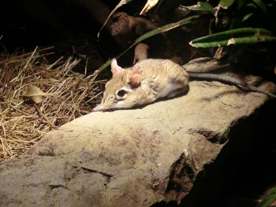 Rote Elefantenspitzmaus im Zoologischen Garten Wuppertal im August 2014