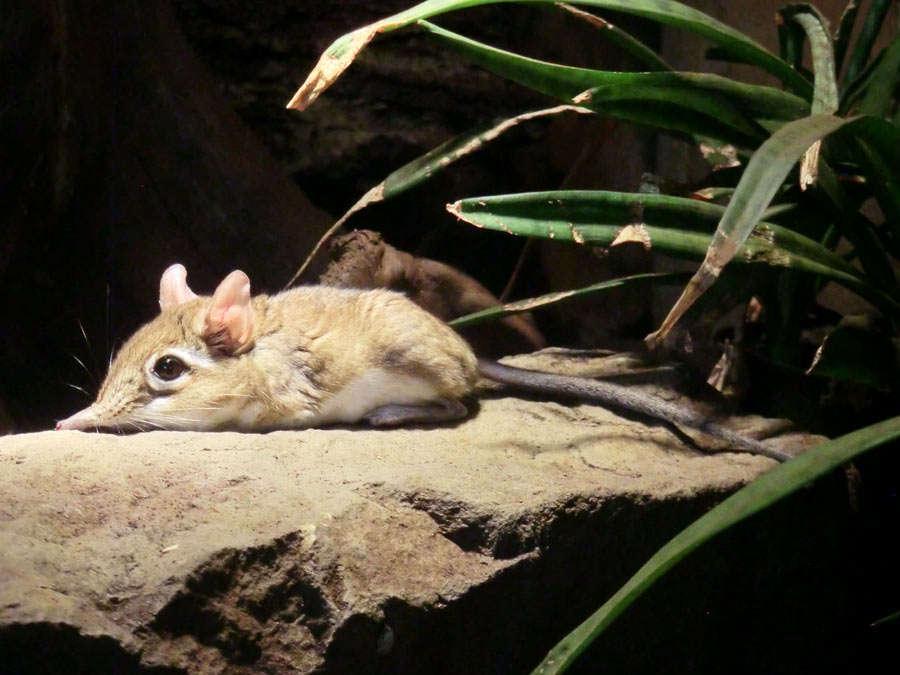 Rote Elefantenspitzmaus im Wuppertaler Zoo im August 2014