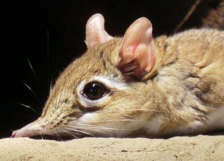 Rote Elefantenspitzmaus im Zoologischen Garten Wuppertal im August 2014