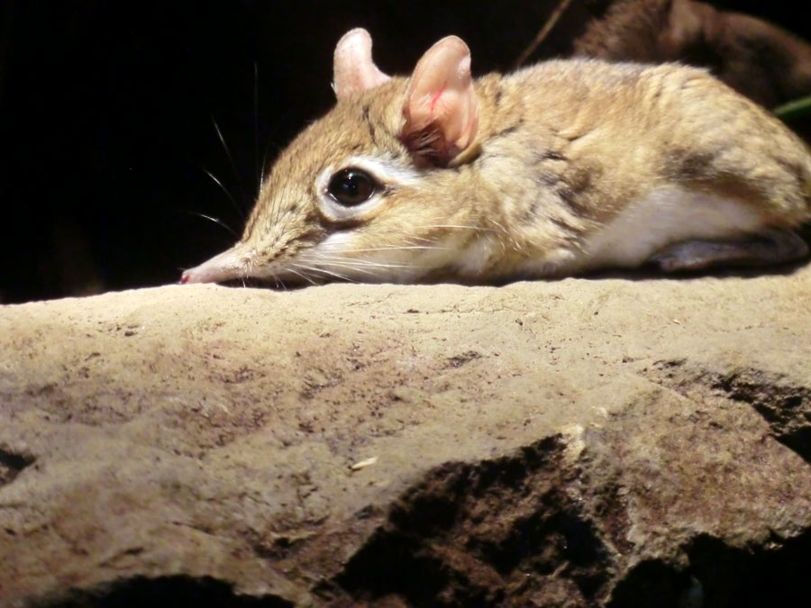 Rote Elefantenspitzmaus im Zoo Wuppertal im August 2014