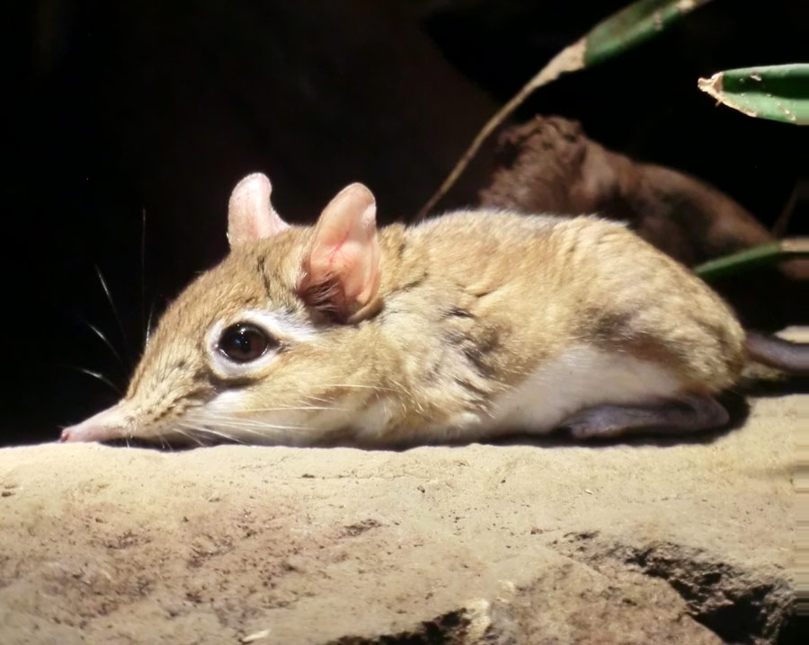 Rote Elefantenspitzmaus im Wuppertaler Zoo im August 2014