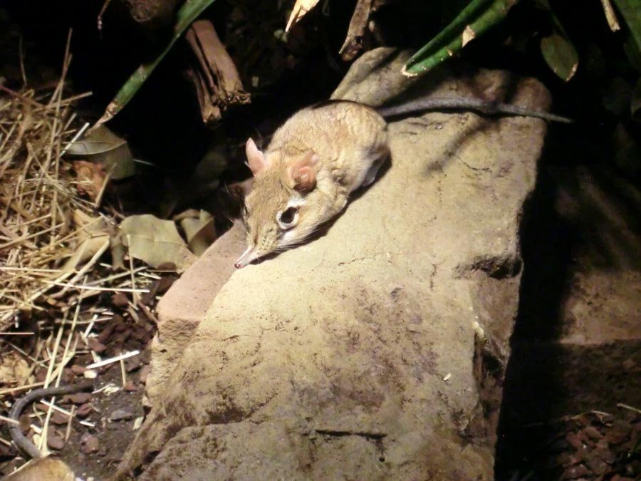 Rote Elefantenspitzmaus im Zoo Wuppertal im August 2014