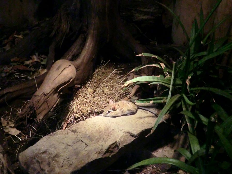 Rote Elefantenspitzmaus im Zoologischen Garten Wuppertal im August 2014