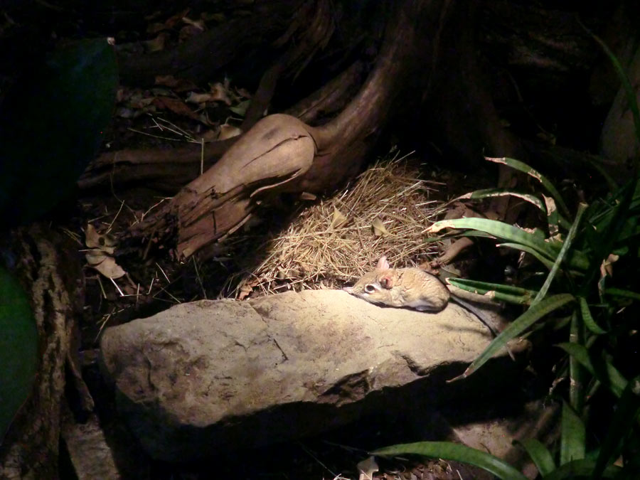 Rote Elefantenspitzmaus im Wuppertaler Zoo im August 2014