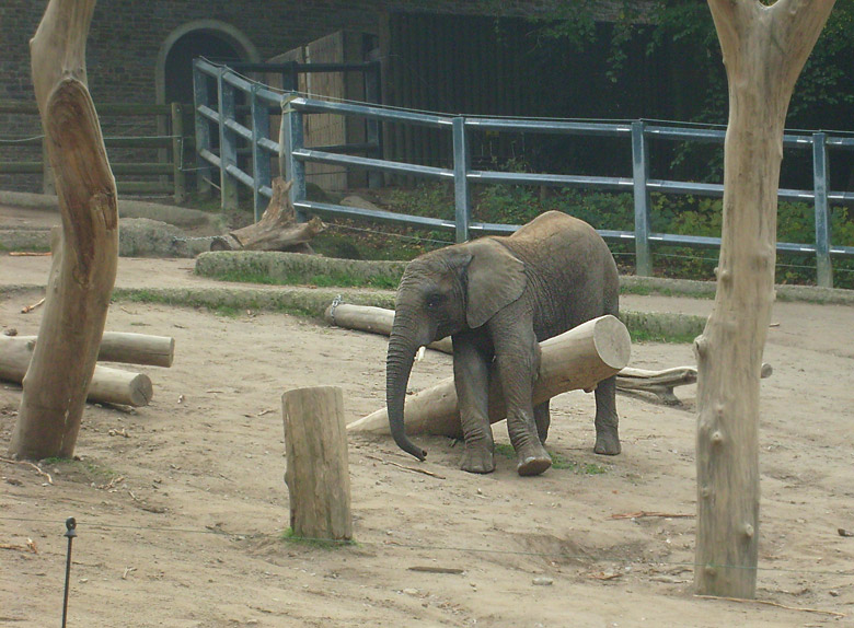 Elefantenspiele bei den Afrikanischen Elefanten im Zoologischen Garten Wuppertal im Oktober 2009