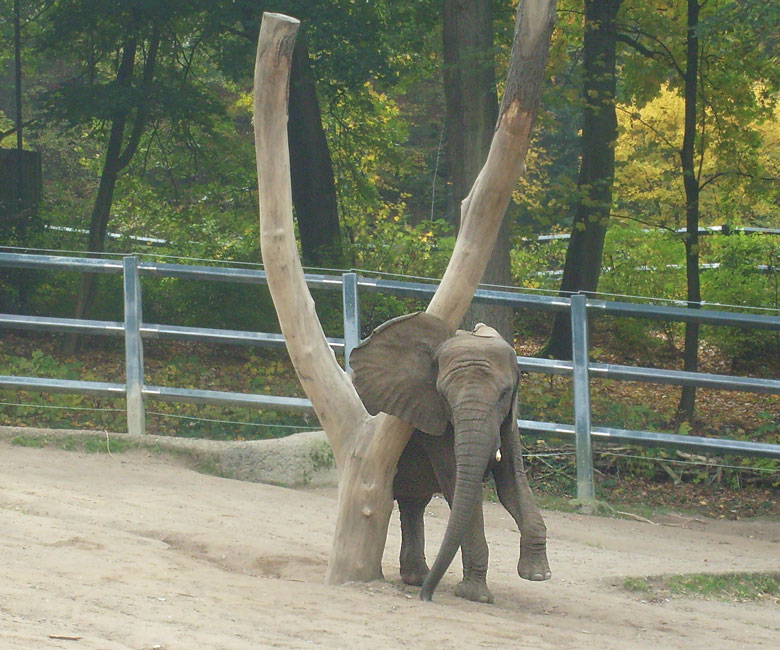 Elefantenspiele bei den Afrikanischen Elefanten im Wuppertaler Zoo im Oktober 2009