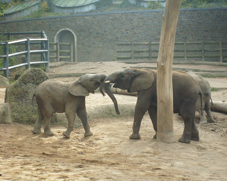Elefantenspiele