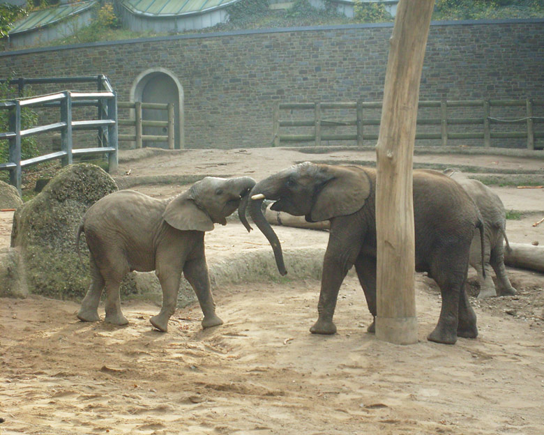 Elefantenspiele bei den Afrikanischen Elefanten im Zoo Wuppertal im Oktober 2009