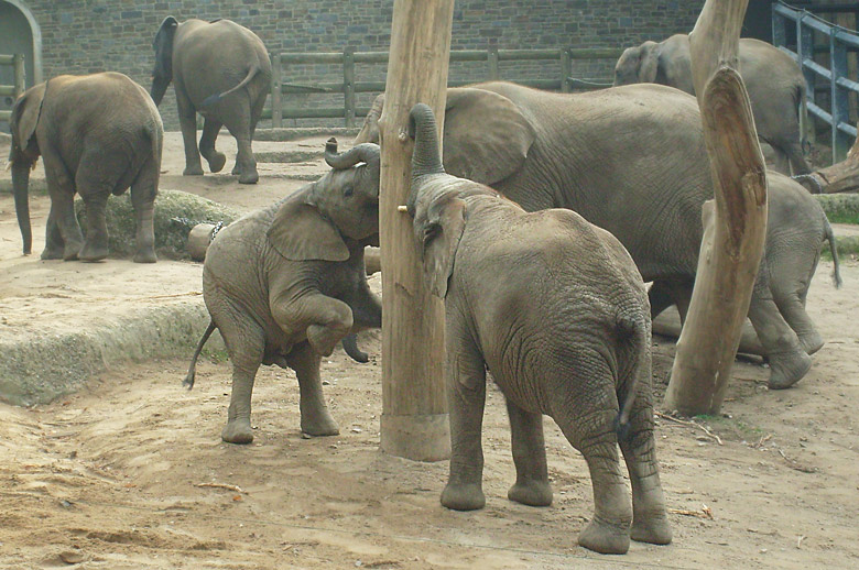 Elefantenspiele bei den Afrikanischen Elefanten im Wuppertaler Zoo im Oktober 2009