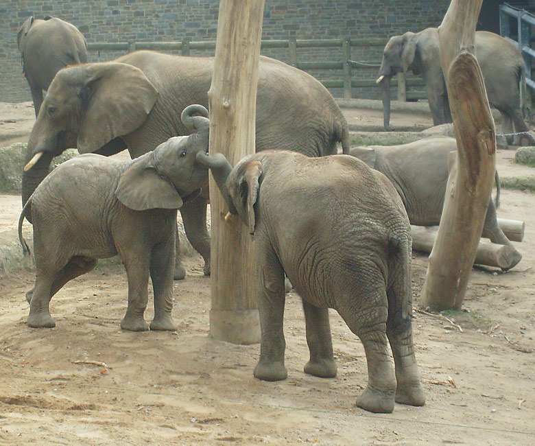 Elefantenspiele bei den Afrikanischen Elefanten im Zoo Wuppertal im Oktober 2009