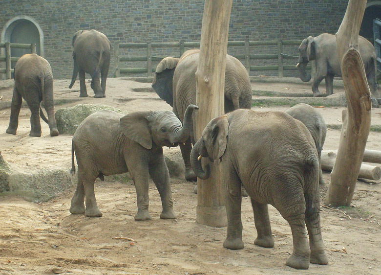 Elefantenspiele bei den Afrikanischen Elefanten im Zoologischen Garten Wuppertal im Oktober 2009