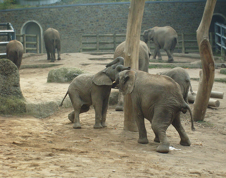 Elefantenspiele bei den Afrikanischen Elefanten im Wuppertaler Zoo im Oktober 2009