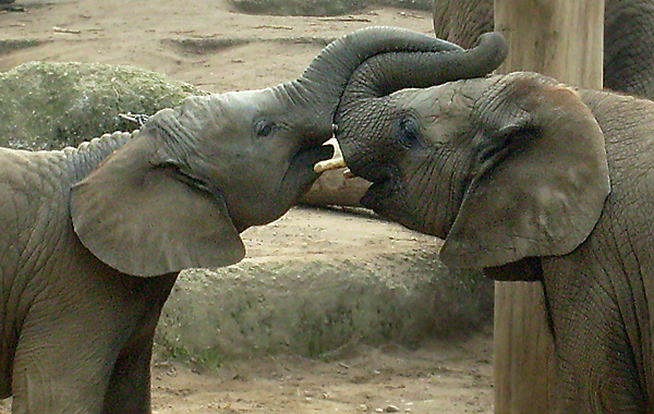 Elefantenspiele bei den Afrikanischen Elefanten im Wuppertaler Zoo im Oktober 2009