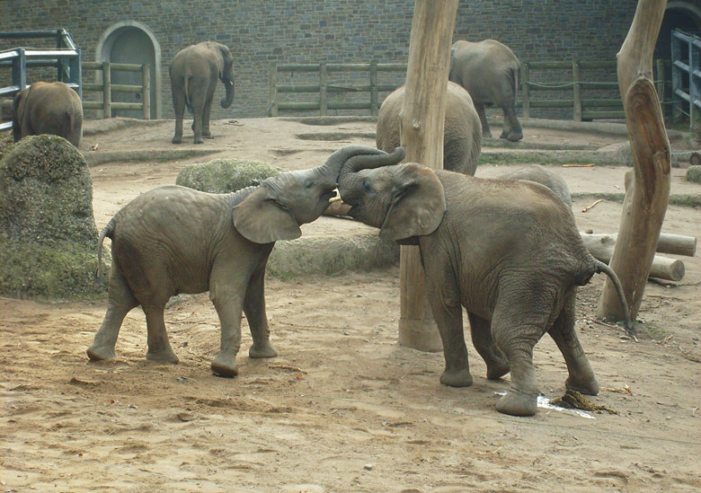 Elefantenspiele bei den Afrikanischen Elefanten im Zoo Wuppertal im Oktober 2009