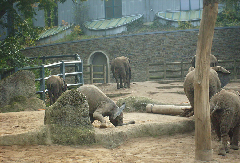 Elefantenspiele bei den Afrikanischen Elefanten im Zoologischen Garten Wuppertal im Oktober 2009