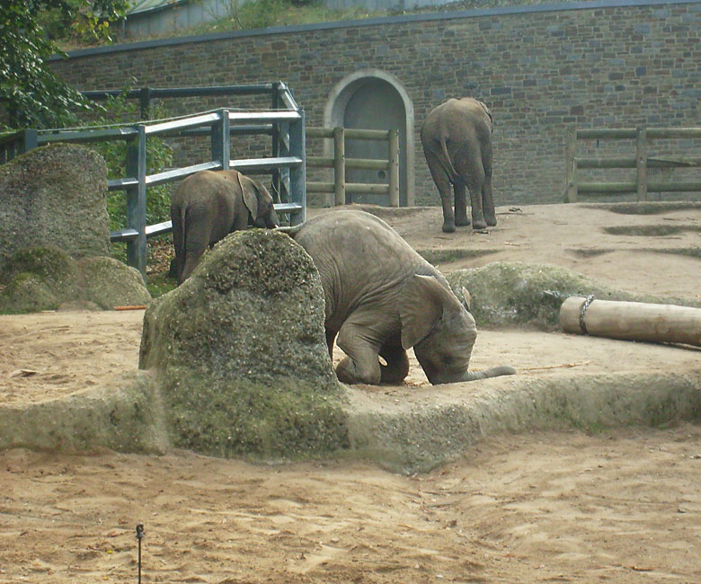 Elefantenspiele