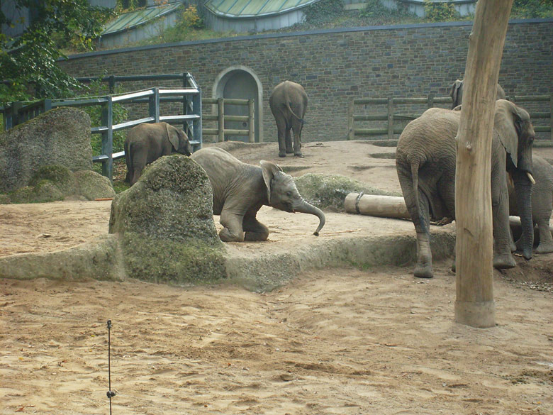 Elefantenspiele bei den Afrikanischen Elefanten im Zoo Wuppertal im Oktober 2009