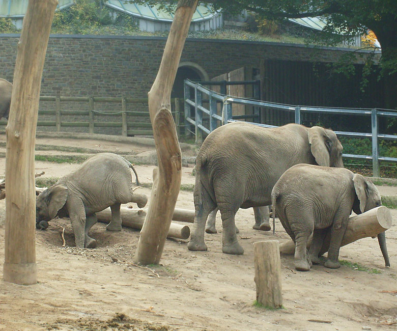 Elefantenspiele bei den Afrikanischen Elefanten im Zoologischen Garten Wuppertal im Oktober 2009