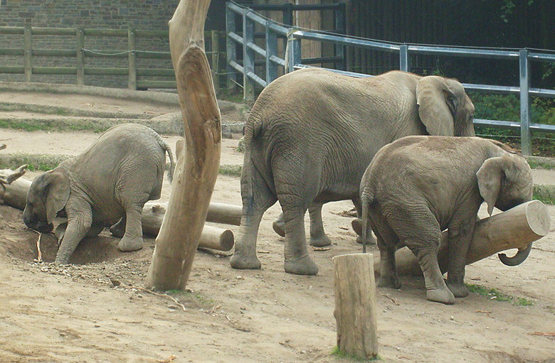 Elefantenspiele bei den Afrikanischen Elefanten im Wuppertaler Zoo im Oktober 2009