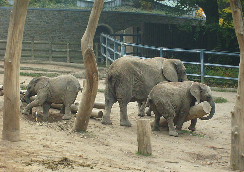 Elefantenspiele bei den Afrikanischen Elefanten im Zoo Wuppertal im Oktober 2009