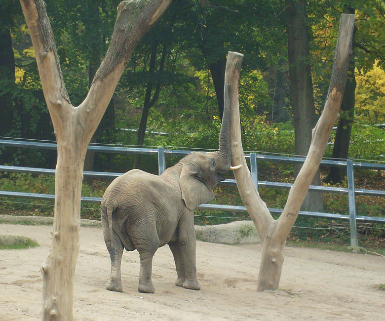 Elefantenspiele bei den Afrikanischen Elefanten im Zoologischen Garten Wuppertal im Oktober 2009