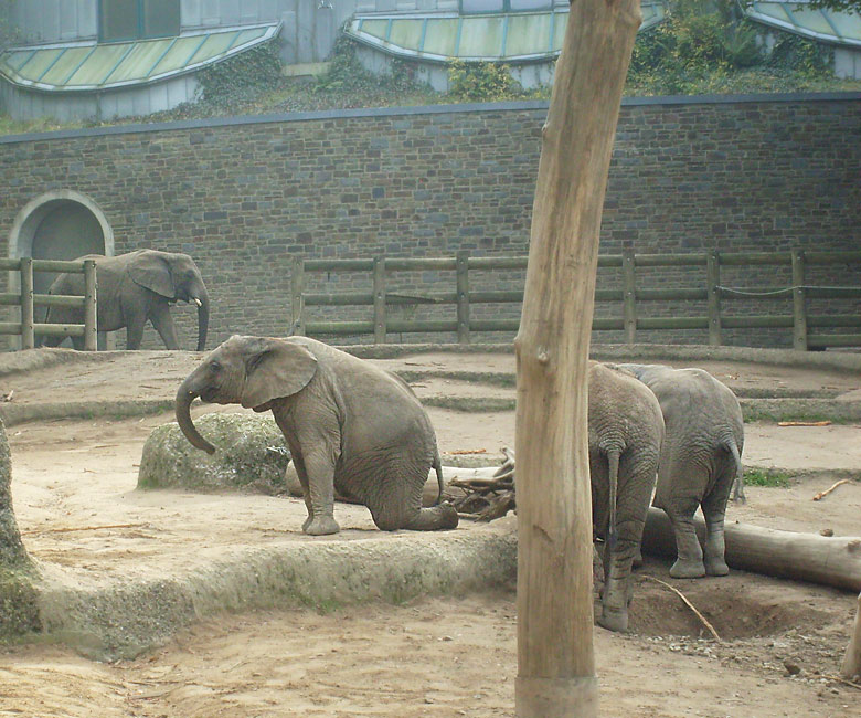 Elefantenspiele bei den Afrikanischen Elefanten im Zoo Wuppertal im Oktober 2009