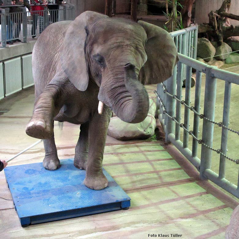 Elefanten-Wiegen am 27. März 2010 im Graben des Elefanten-Hauses im Grünen Zoo Wuppertal (Foto Klaus Tüller)