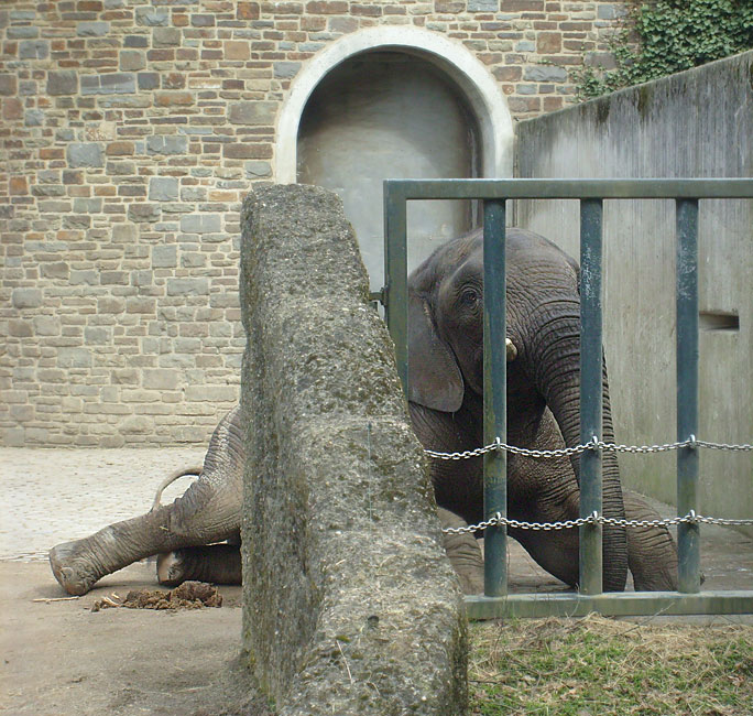 Afrikanischer Elefantenbulle im Zoologischen Garten Wuppertal im April 2010