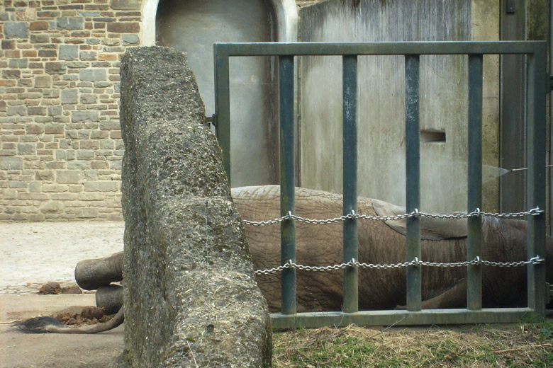 Afrikanischer Elefantenbulle im Wuppertaler Zoo im April 2010