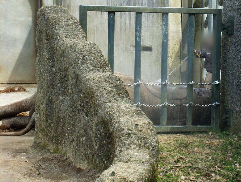 Afrikanischer Elefantenbulle im Zoologischen Garten Wuppertal im April 2010