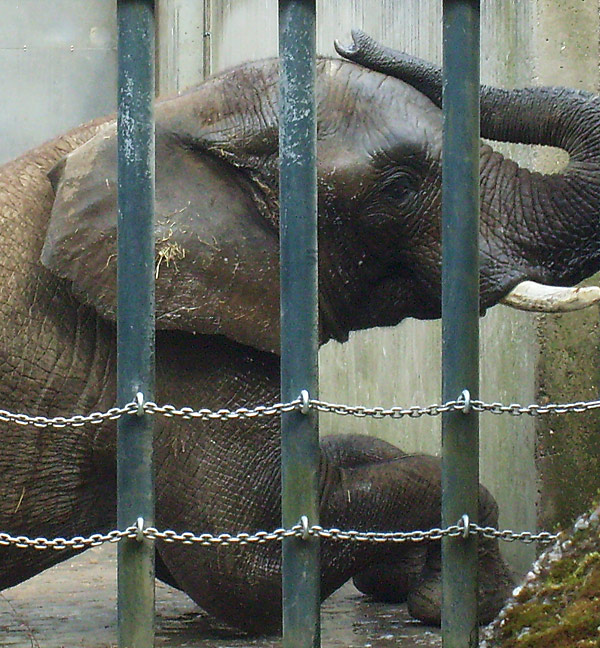 Afrikanischer Elefantenbulle im Zoo Wuppertal im April 2010