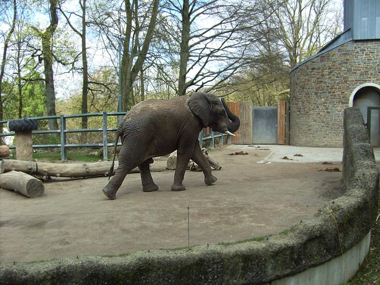 Afrikanischer Elefantenbulle im Zoologischen Garten Wuppertal im April 2010