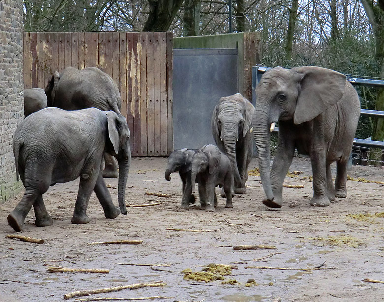 Elefantenkinder im Wuppertaler Zoo im Februar 2011