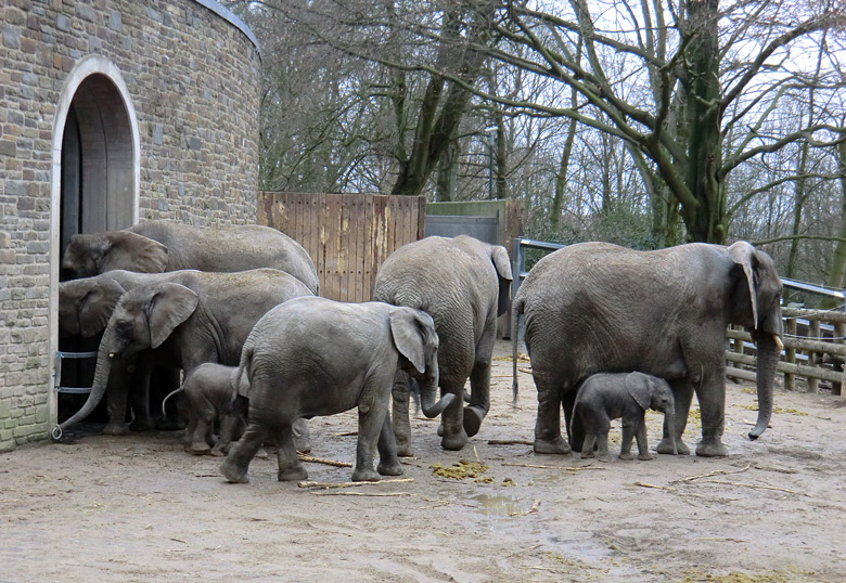 Elefantenkinder im Zoo Wuppertal im Februar 2011