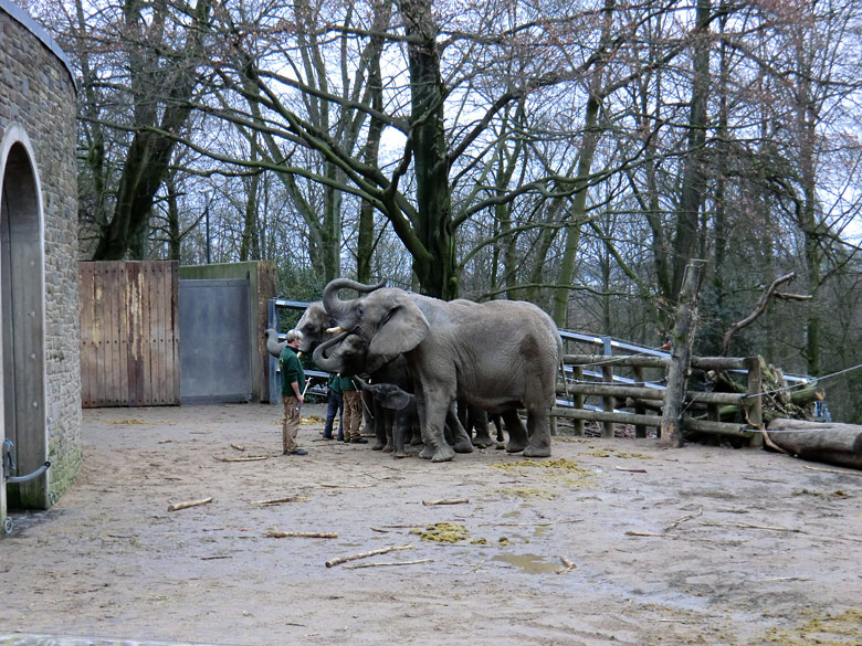 Elefantenkinder im Zoologischen Garten Wuppertal im Februar 2011