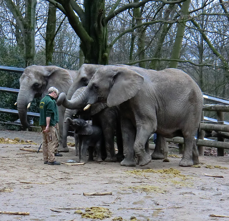 Elefantenkinder im Wuppertaler Zoo im Februar 2011