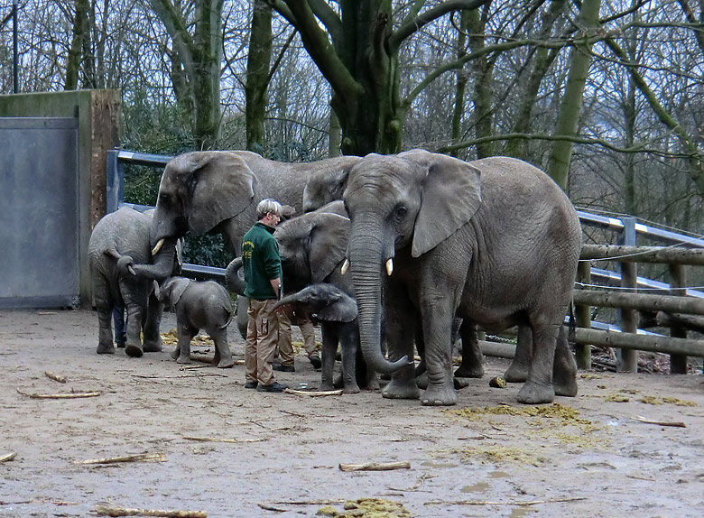 Elefantenkinder im Zoo Wuppertal im Februar 2011