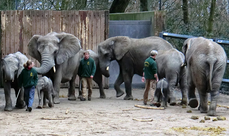 Elefantenkinder im Zoologischen Garten Wuppertal im Februar 2011