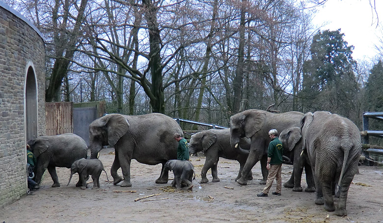 Elefantenkinder im Zoologischen Garten Wuppertal im Februar 2011