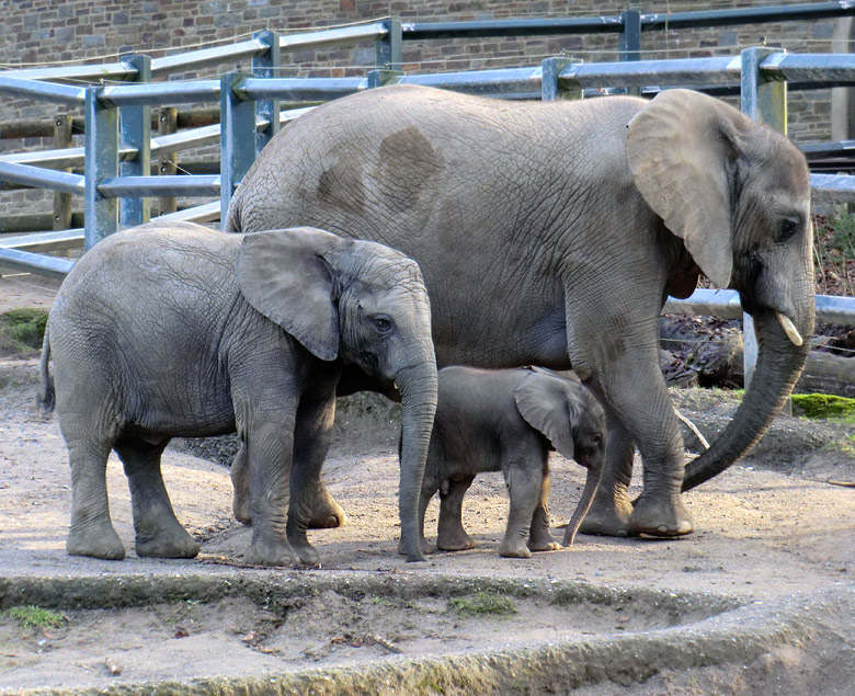 Elefantenkinder im Wuppertaler Zoo im Februar 2011