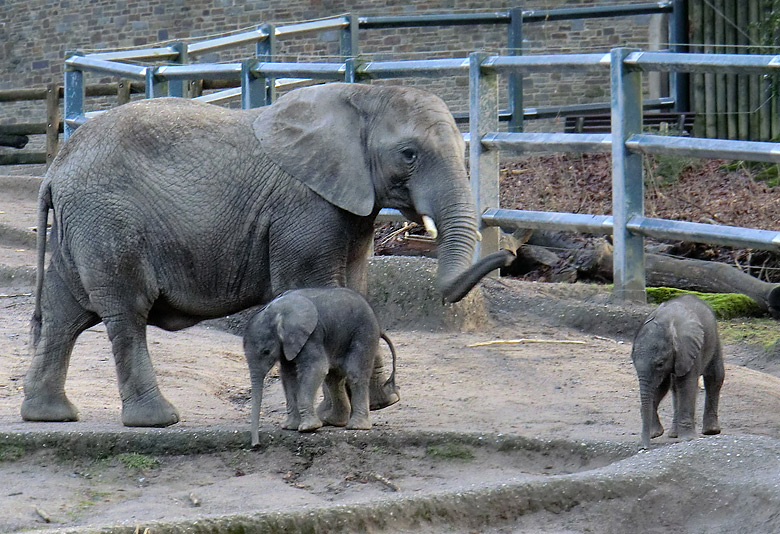 Elefantenkinder im Zoo Wuppertal im Februar 2011