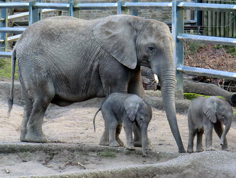 Elefantenkinder im Zoologischen Garten Wuppertal im Februar 2011